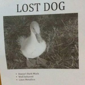 Meet your Posher, Jet